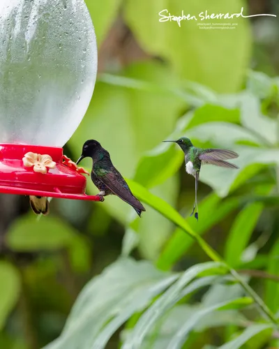 Hummingbirds of Ecuador
