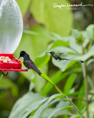 Hummingbirds of Ecuador