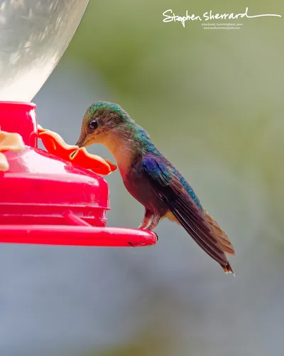 Hummingbirds of Ecuador