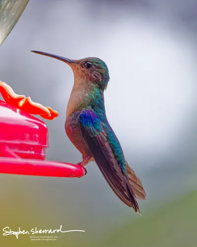 Hummingbirds of Ecuador