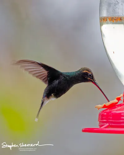 Hummingbirds of Ecuador
