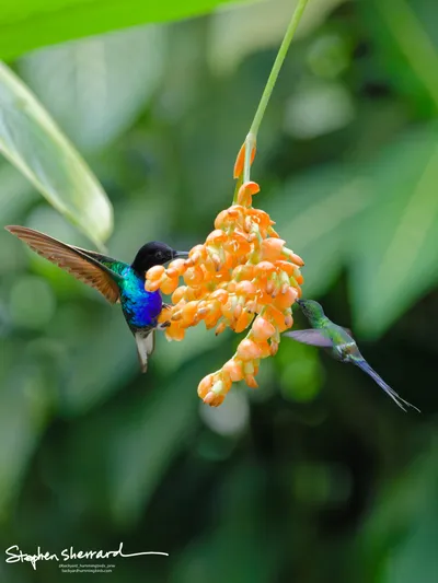 Hummingbirds of Ecuador