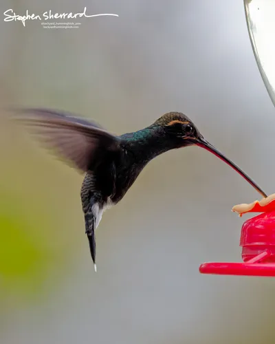 Hummingbirds of Ecuador