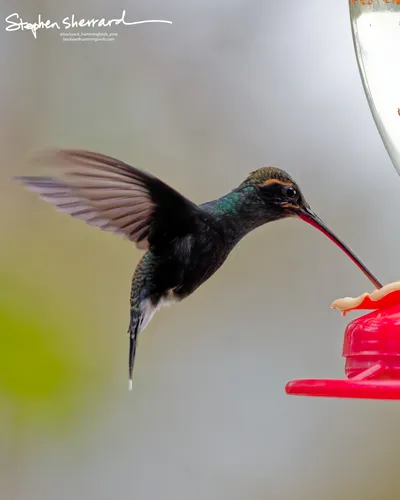 Hummingbirds of Ecuador