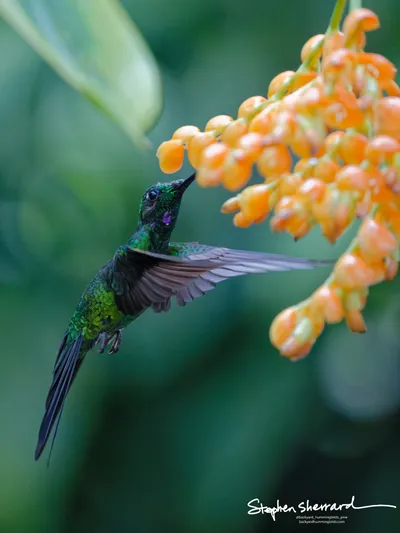 Hummingbirds of Ecuador
