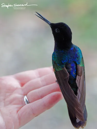 Hummingbirds of Ecuador
