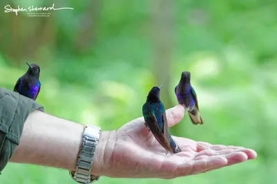 Hummingbirds of Ecuador