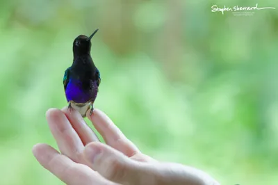 Hummingbirds of Ecuador
