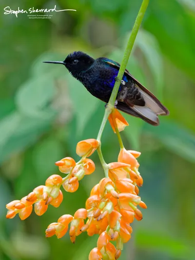 Hummingbirds of Ecuador