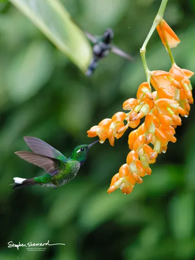 Hummingbirds of Ecuador