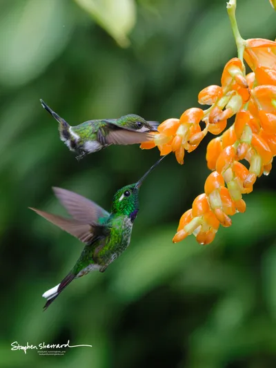 Hummingbirds of Ecuador