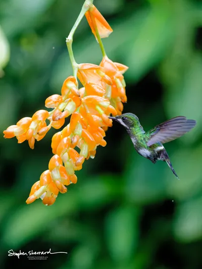 Hummingbirds of Ecuador