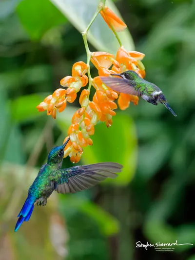 Hummingbirds of Ecuador