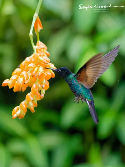 Hummingbirds of Ecuador