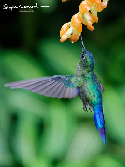 Hummingbirds of Ecuador