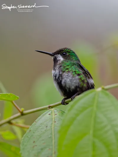 Hummingbirds of Ecuador