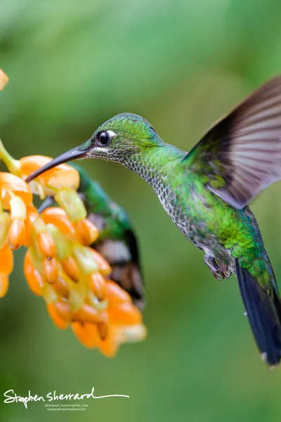 Hummingbirds of Ecuador