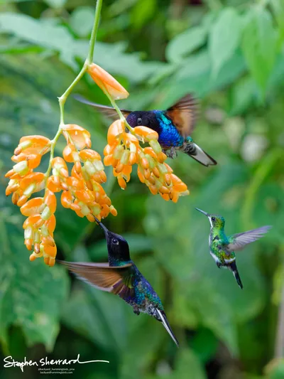 Hummingbirds of Ecuador