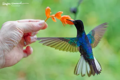 Hummingbirds of Ecuador