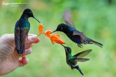 Hummingbirds of Ecuador