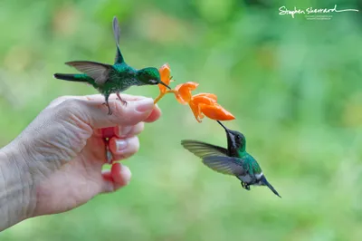 Hummingbirds of Ecuador