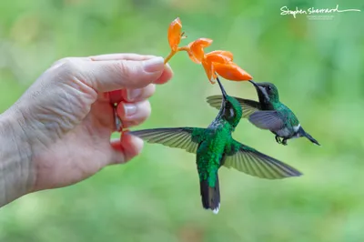 Hummingbirds of Ecuador