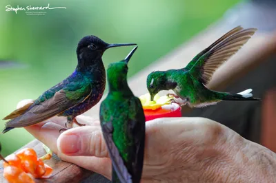 Hummingbirds of Ecuador