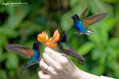Hummingbirds of Ecuador