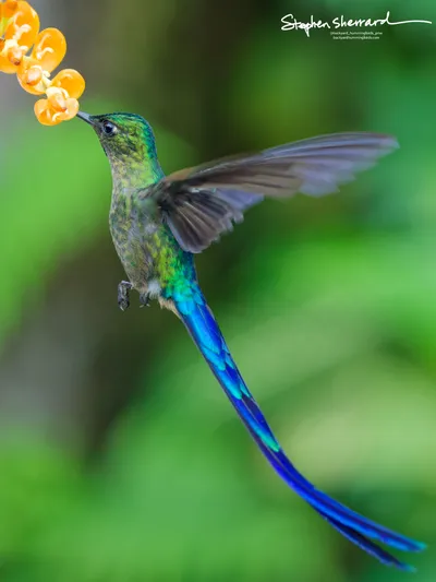 Hummingbirds of Ecuador