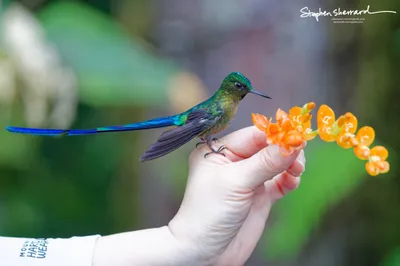 Hummingbirds of Ecuador