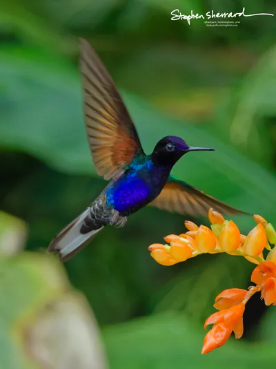 Hummingbirds of Ecuador