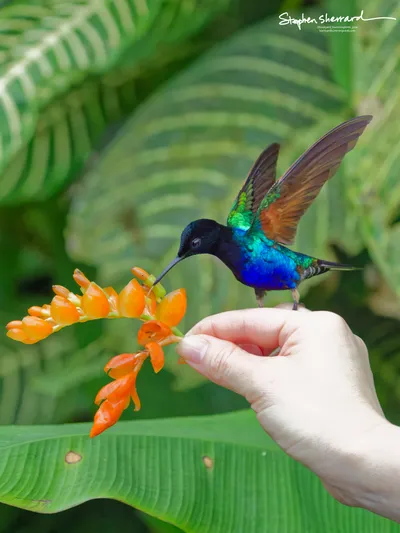 Hummingbirds of Ecuador