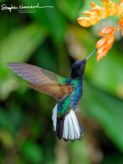 Hummingbirds of Ecuador