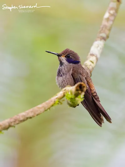 Hummingbirds of Ecuador