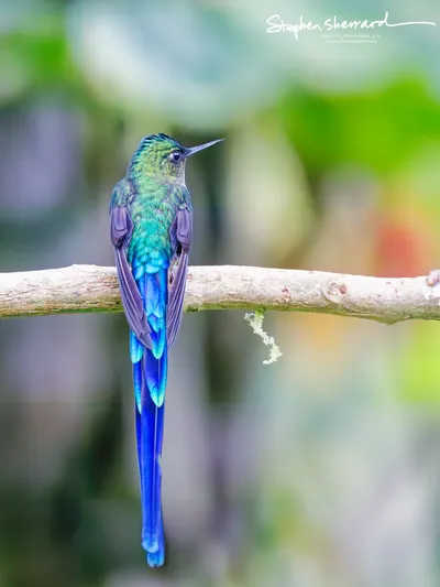 Hummingbirds of Ecuador