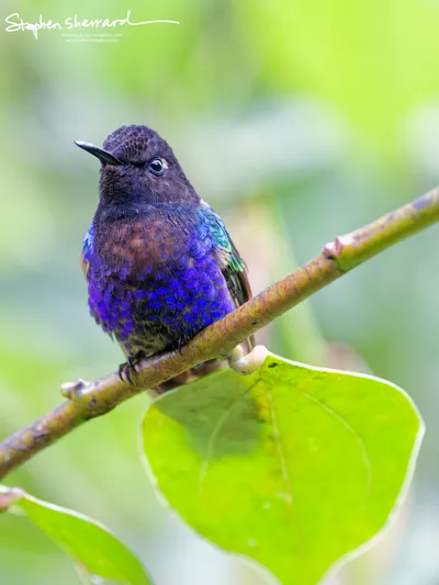 Hummingbirds of Ecuador