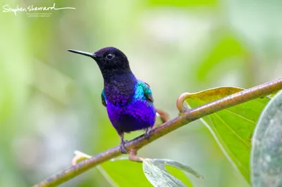 Hummingbirds of Ecuador