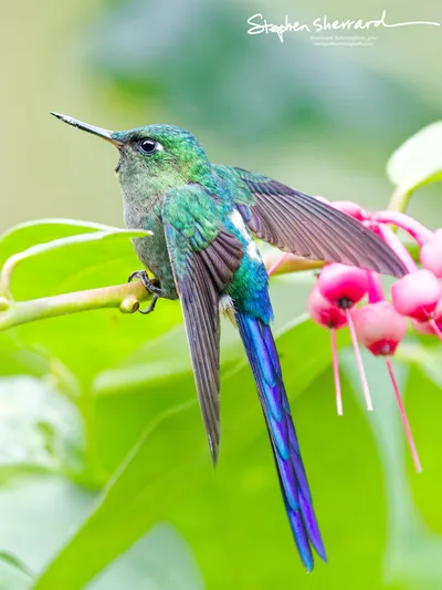 Hummingbirds of Ecuador