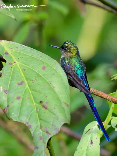 Hummingbirds of Ecuador