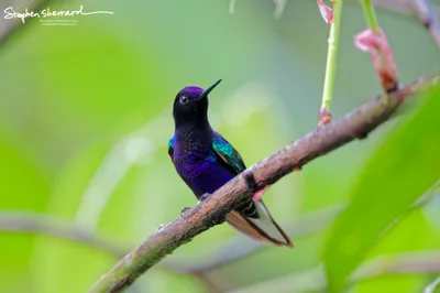 Hummingbirds of Ecuador