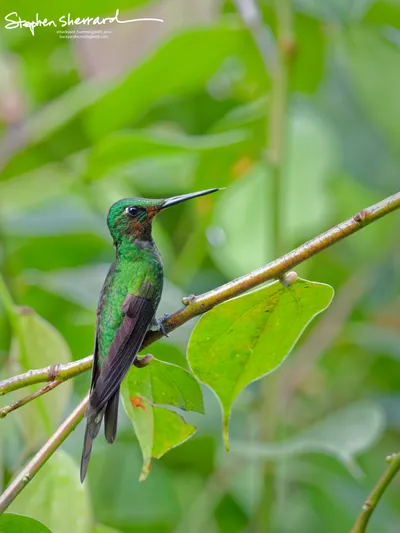 Hummingbirds of Ecuador