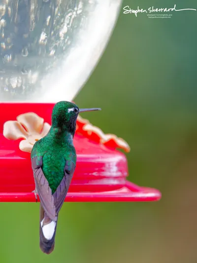 Hummingbirds of Ecuador
