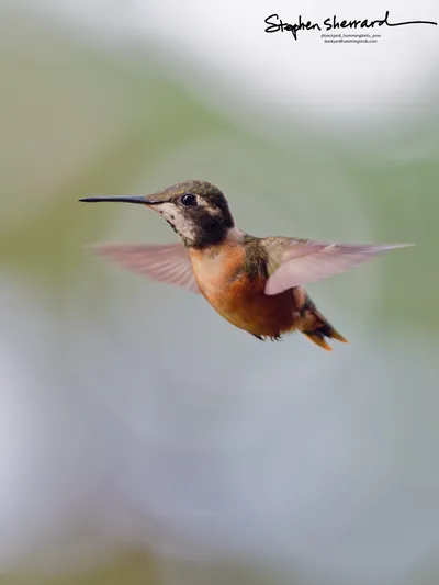 Hummingbirds of Ecuador