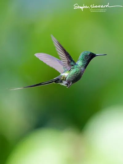 Hummingbirds of Ecuador