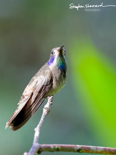 Hummingbirds of Ecuador