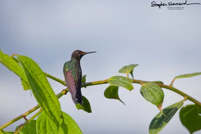 Hummingbirds of Ecuador