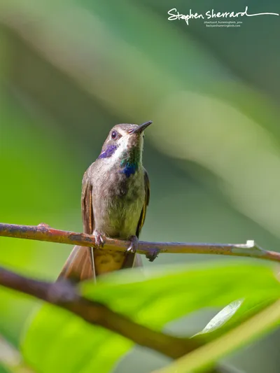 Hummingbirds of Ecuador