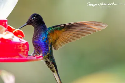 Hummingbirds of Ecuador