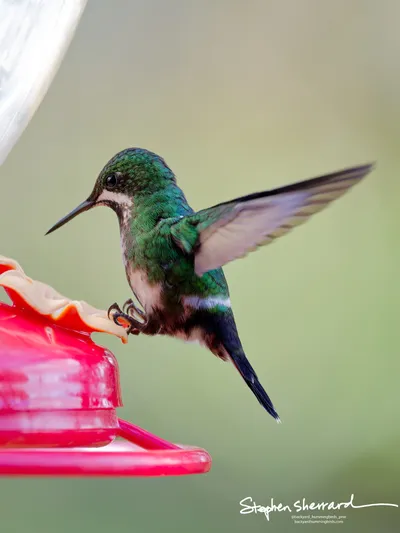 Hummingbirds of Ecuador