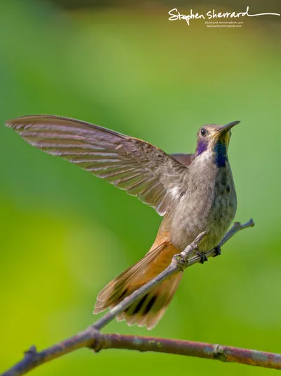 Hummingbirds of Ecuador